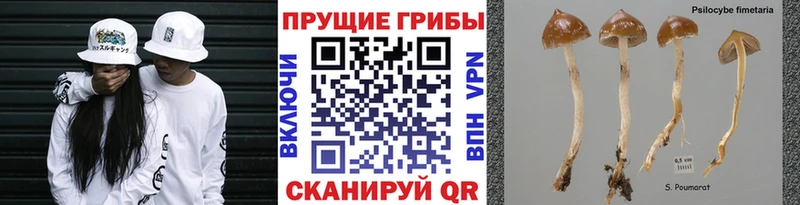 Купить закладки  Белореченск  Галлюциногенные грибы прущие грибы 
